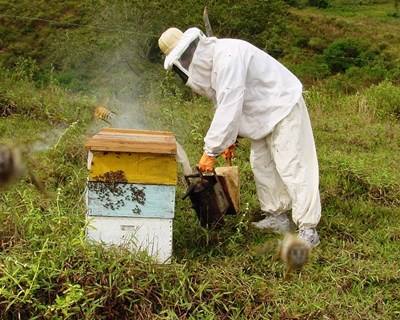 Mangualde promove cursos de apicultura