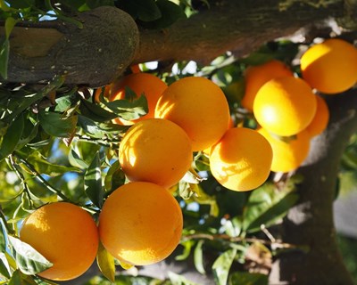 Marrocos limita exportação de citrinos após queda de 50% na produção