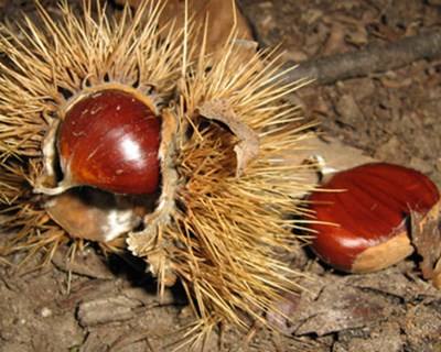 Marvão: produção de castanha prejudicada pelo tempo e pouca procura