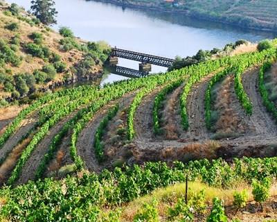 Mau tempo afetou 40 hectares de vinha, pomares e hortas no Douro