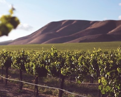 Med-Gold promove webinar sobre serviços climáticos no setor vitivinícola