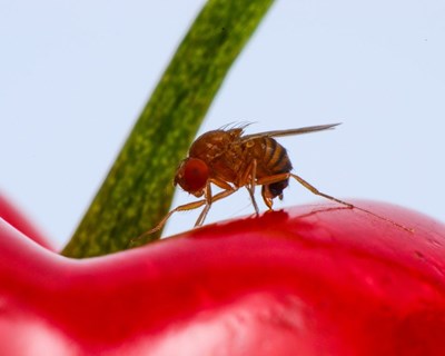 Medidas culturais preventivas para a Drosophila suzukii