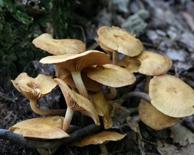 Mel e cogumelos em destaque em Portalegre