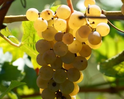Melgaço ultima contestação ao alargamento da produção de vinho Alvarinho
