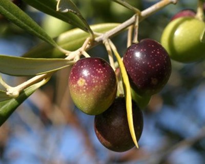 Menos de 1% da superfície mundial cultivada é olival