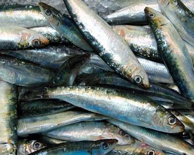 Metade da frota da pesca de sardinha parada
