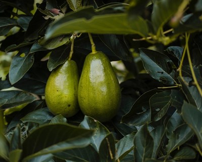 México continua a ser o maior exportador de abacate do mundo