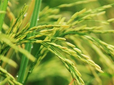 Milhares de variedades de arroz conservadas numa base de dados mundial