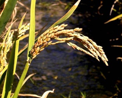 Ministério antecipa pagamentos a agricultores afetados pela seca