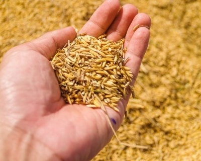 Ministério da Agricultura alerta para a entrega de sementes não solicitadas pelo correio