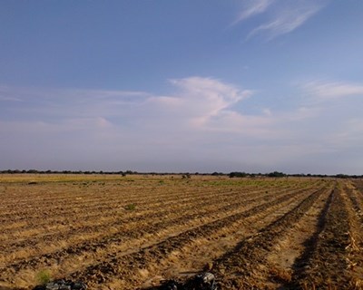 Ministério pagou 525 milhões de euros de apoios aos agricultores