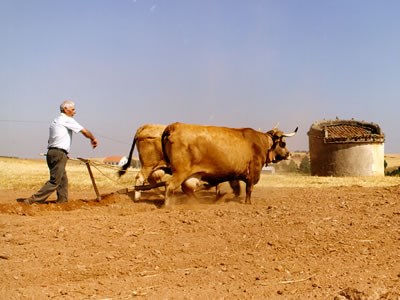 Miranda do Douro acolhe concurso de bovinos de raça Mirandesa