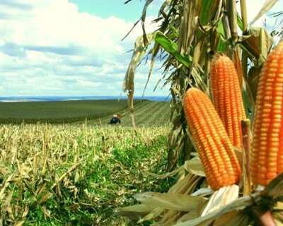 Moçambique aprova 4,9 milhões de euros para pesquisa de cultivo de milho