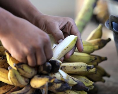 Moçambique inova com farinha de banana que aproveita todo o fruto