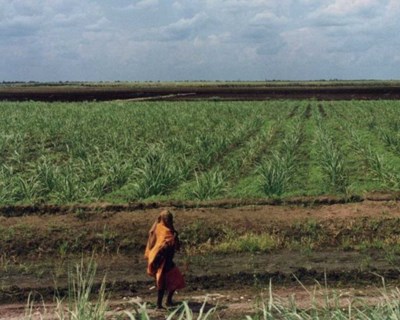 Moçambique quer aumentar produção de arroz, trigo e milho no vale do Zambeze