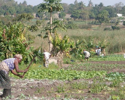 Moçambique recebe 274 milhões de euros das Nações Unidas para investir na agricultura
