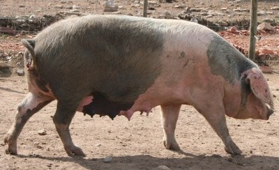 Mogadouro: aldeia de Castro Verde recebe III Feira do Porco Bísaro