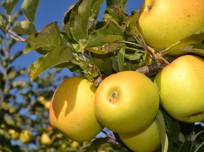 Moimenta da Beira exporta maçã para a Colômbia e Dubai