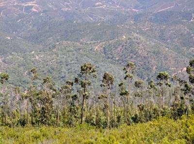 Monchique: depois dos incêndios, renasceu a economia da floresta
