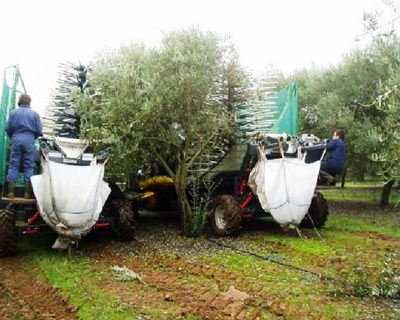 Monforte acolhe demonstração de máquina de colheita em contínuo de azeitona