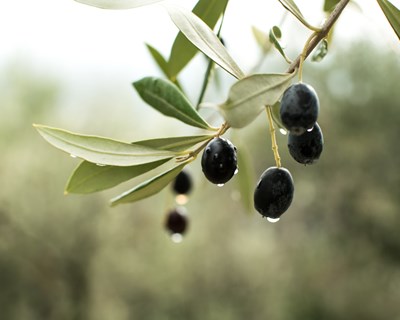 Monitorização de olivais através do uso de técnicas de deteção remota