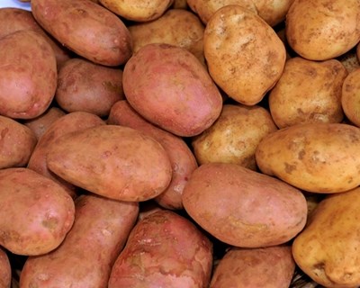 Montalegre: autarquia estabelece protocolo com empresa para venda de batata