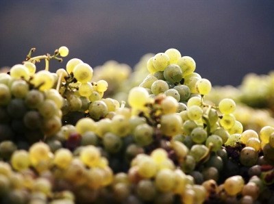 Montalegre é a mais recente origem portuguesa de vinhos