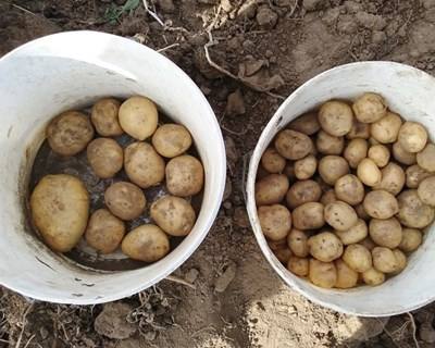 Montalegre espera escoamento total na colheita da batata de semente