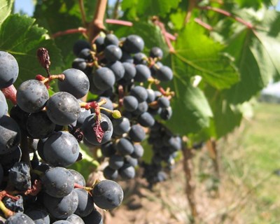 Montemor-o-Novo debate viticultura sustentável
