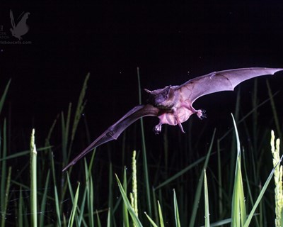 Morcegos podem ser controlo eficaz e natural de pragas