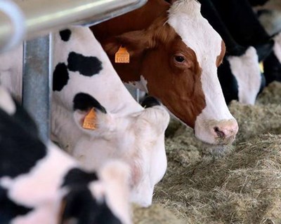 Multinacional holandesa cria aditivo capaz de reduzir emissão de gases na pecuária