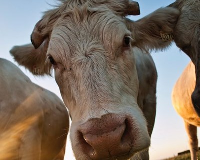 Muu: plataforma do setor dos bovinos integra Simplex 2016