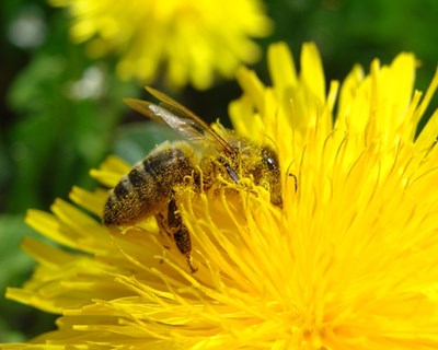 Nasceu a primeira abelha robótica que poliniza artificialmente