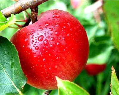 Nelas: microclima local permite produção mais rápida de maçã