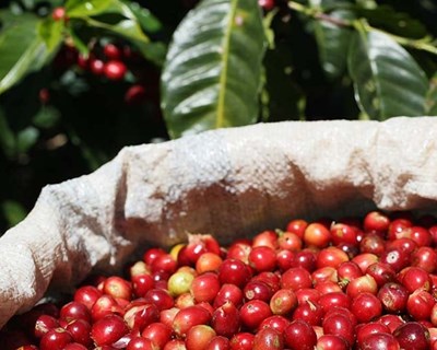Nestlé é líder mundial em sustentabilidade na cadeia de produção de café