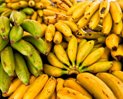 Norte de Moçambique: praga afeta produção de bananas