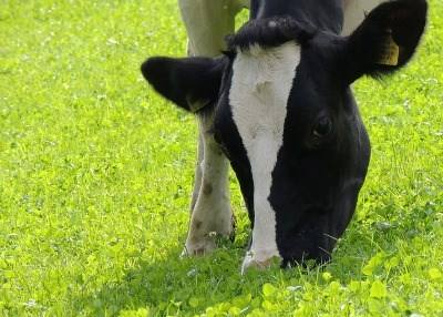 Nova app avalia condição corporal em bovinos