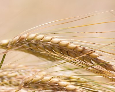 Nova parceria entre a Central de Cervejas e Agri Marketplace tem como foco a promoção da agricultura nacional