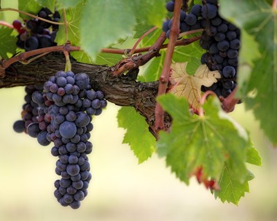 Novas autorizações de plantação de vinha: submissão de candidaturas
