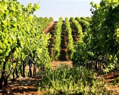 Novas regras de plantação de vinhas na UE já são conhecidas