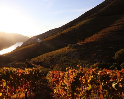 Novos desafios para a viticultura num clima em mudança