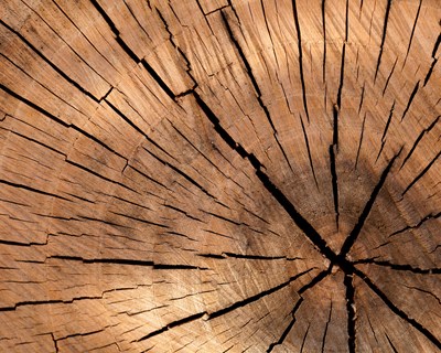 Novos indicadores de consumo de madeira de pinho e reciclados