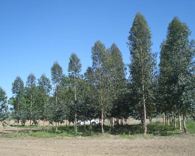 O agroflorestal na Agroglobal 2020
