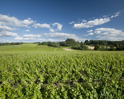 O combate às alterações climáticas no setor vitivinícola