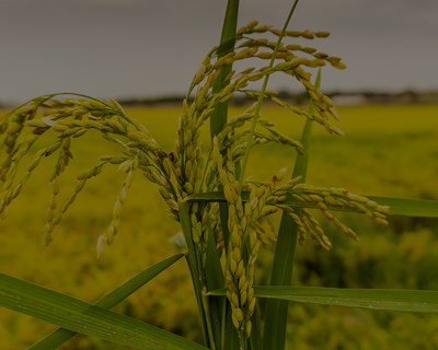 O controlo das novas infestantes de arroz em Portugal