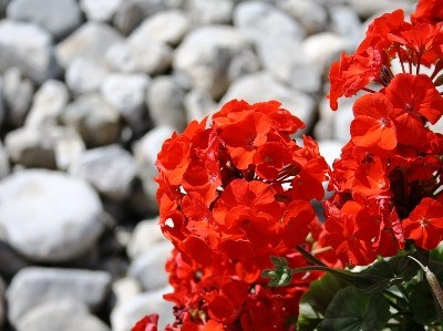 O maior viveiro de plantas em Moçambique tem cunho português