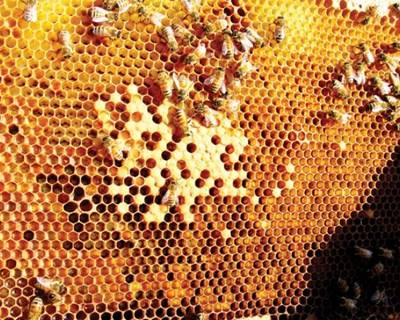 O mel e o milho vão a tribunal