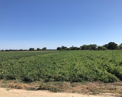 O tomate indústria na Agroglobal 2020