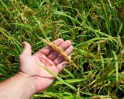 Obras em aproveitamento hidroagrícola condicionam área semeada de arroz