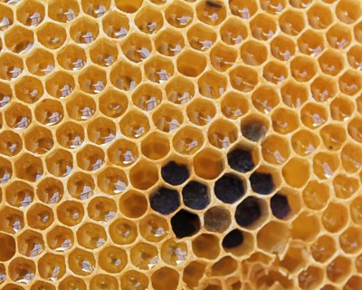 Obrigatoriedade da indicação da origem nos rótulos de mel
